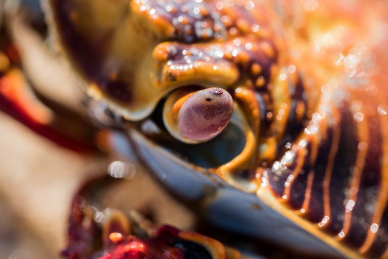 Sally lightfoot crab